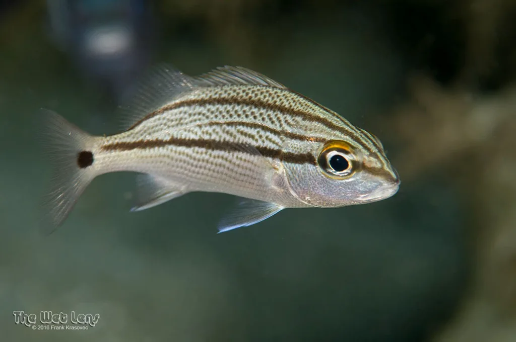Sailors Choice (Haemulon parra)