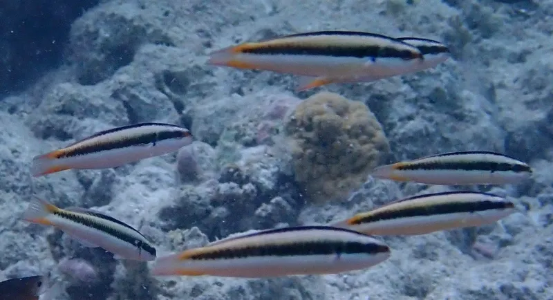 Bluntheaded Wrasse (Thalassoma amblycephalum)