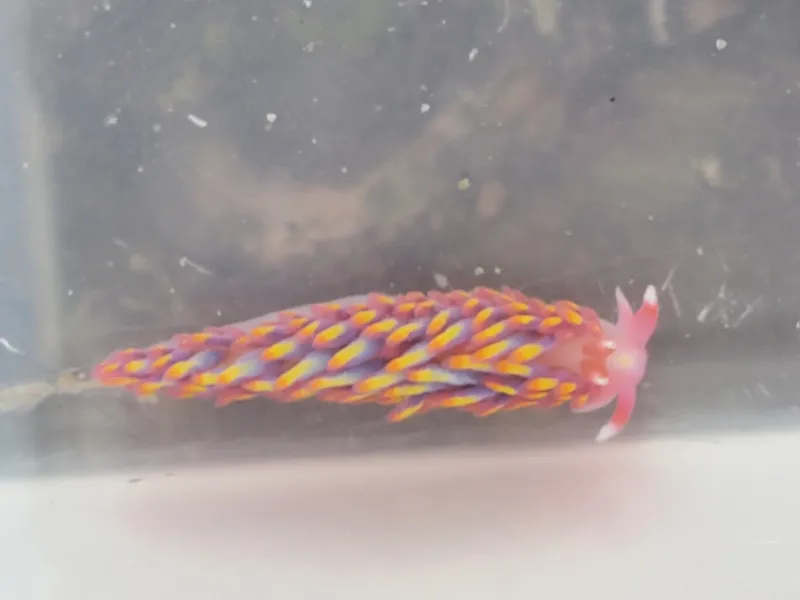 Gaudy Babakina (Babakina anadoni)