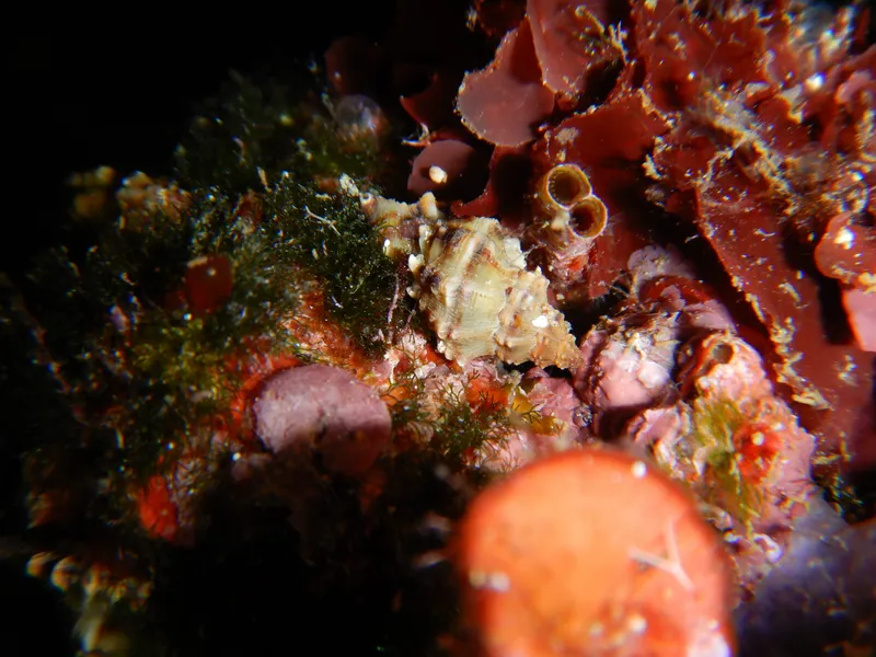 Banded Dye-Murex (Hexaplex trunculus)