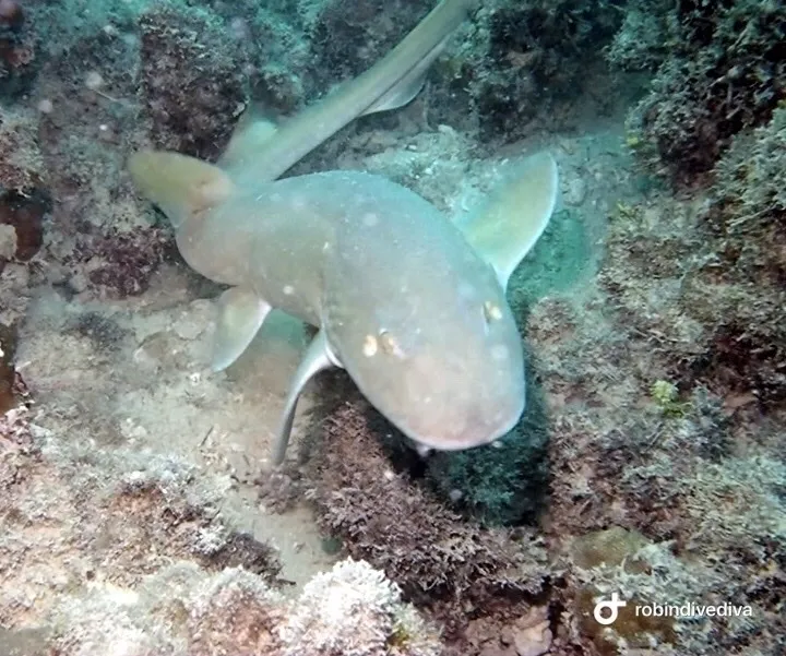 Arabian Bamboo Shark (Chiloscyllium arabicum)