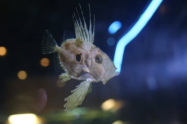 Dory (Zeus faber)