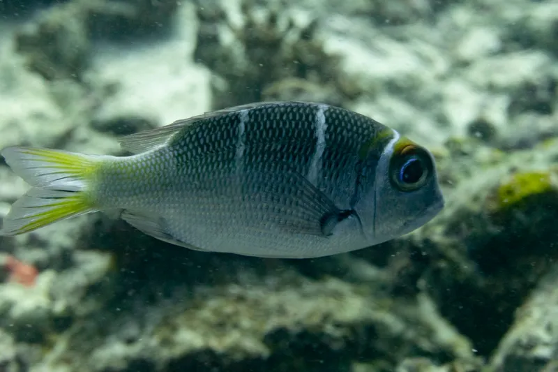 Redfin Bream (Monotaxis heterodon)
