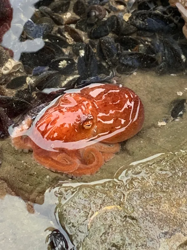 Curled Octopus (Eledone cirrhosa)