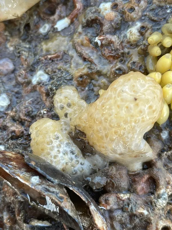 Dead Man's Fingers (Alcyonium digitatum)