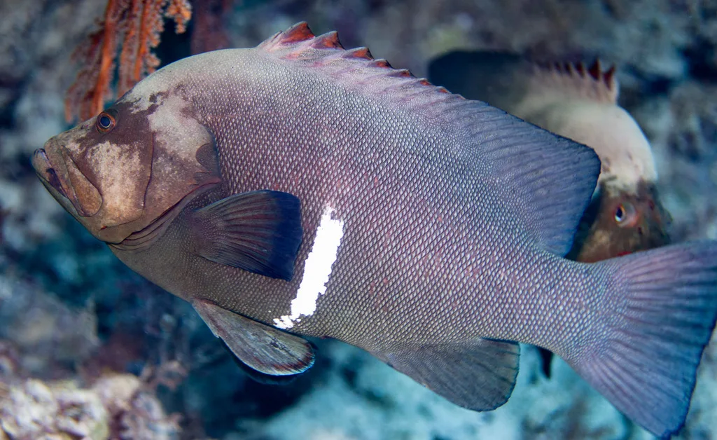 Redmouth Grouper (Aethaloperca rogaa)