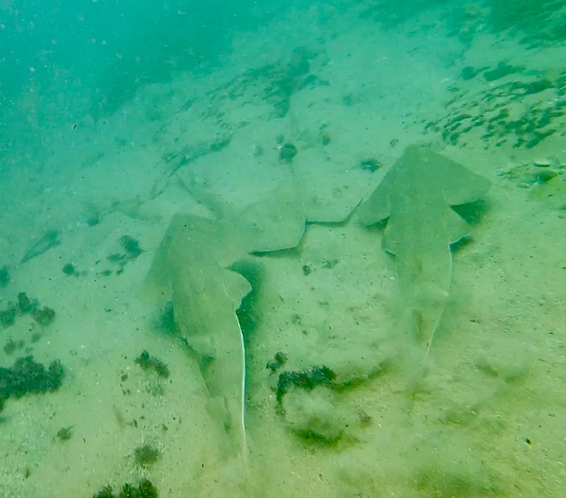 Lesser Guitarfish (Acroteriobatus annulatus)