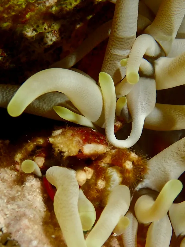 Banded Clinging Crab (Mithraculus cinctimanus)