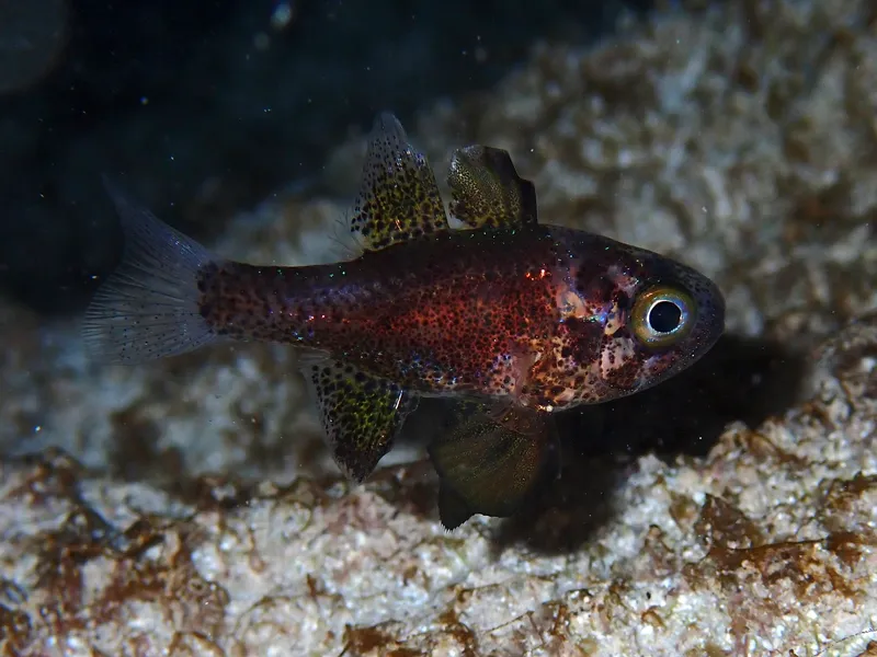 Conchfish (Astrapogon stellatus)