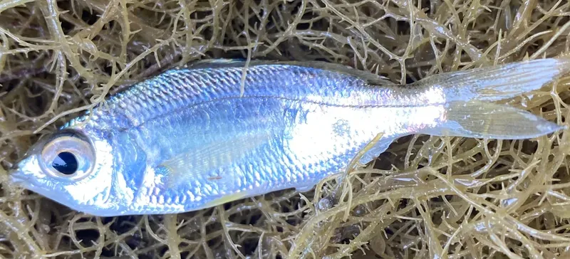 Flagfin Mojarra (Eucinostomus melanopterus)