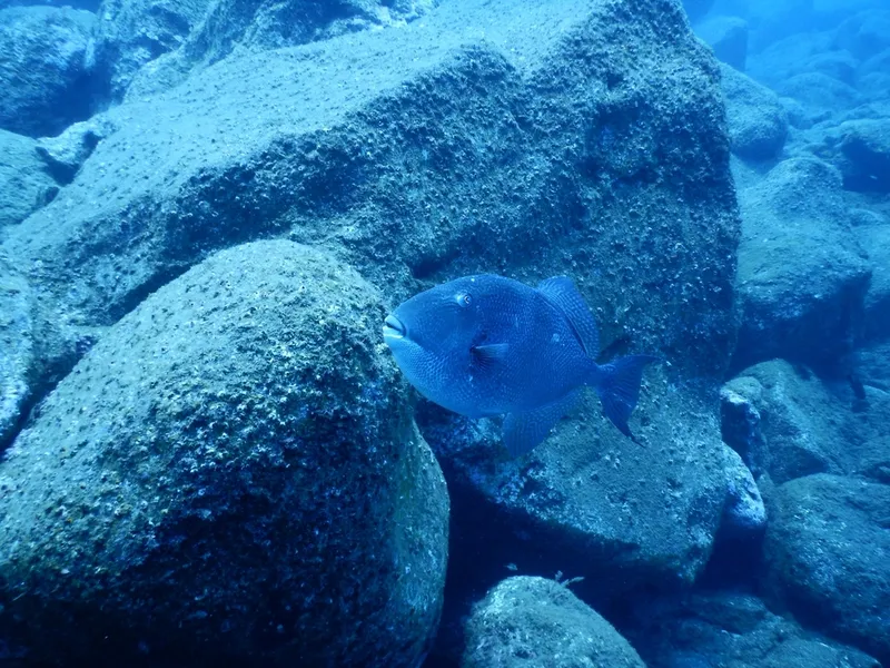 Gray Triggerfish (Balistes capriscus)