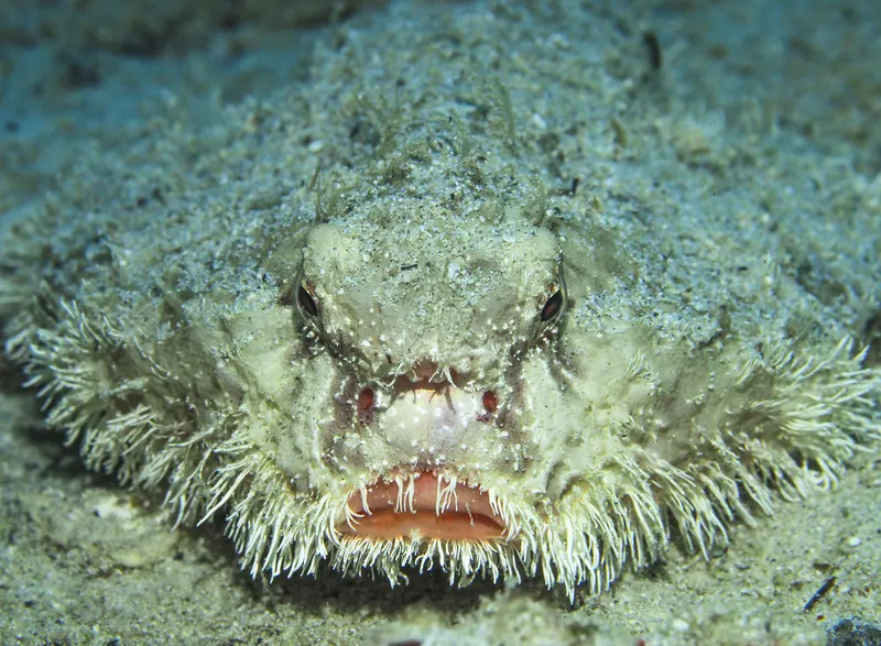 Shortnose Batfish (Ogcocephalus nasutus)