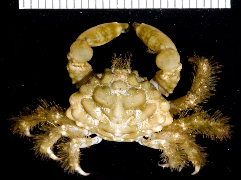 Nodose Clinging Crab (Mithraculus coryphe)