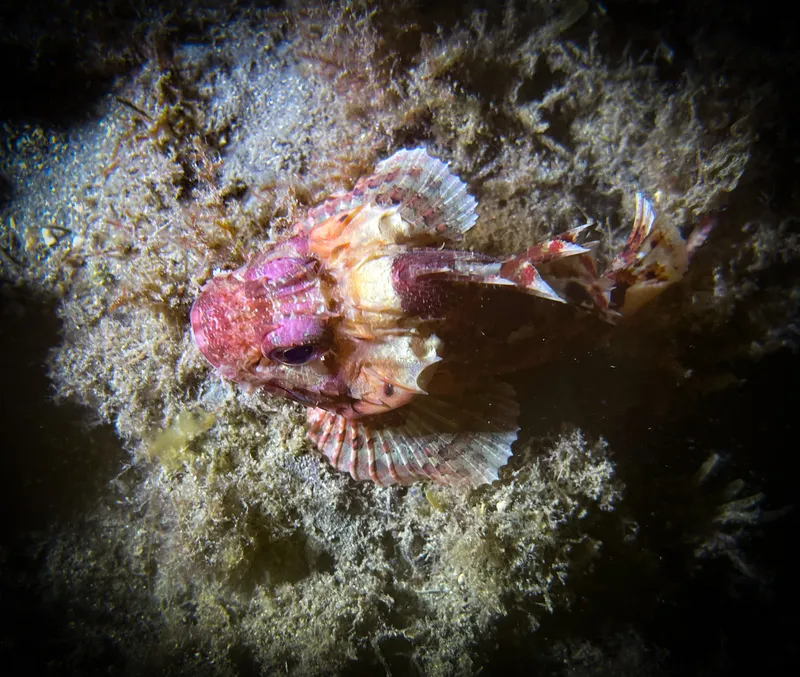 Red Scorpionfish (Scorpaena notata)