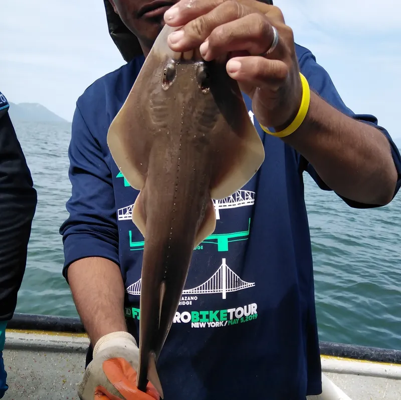 Whitesnout Guitarfish (Pseudobatos leucorhynchus)