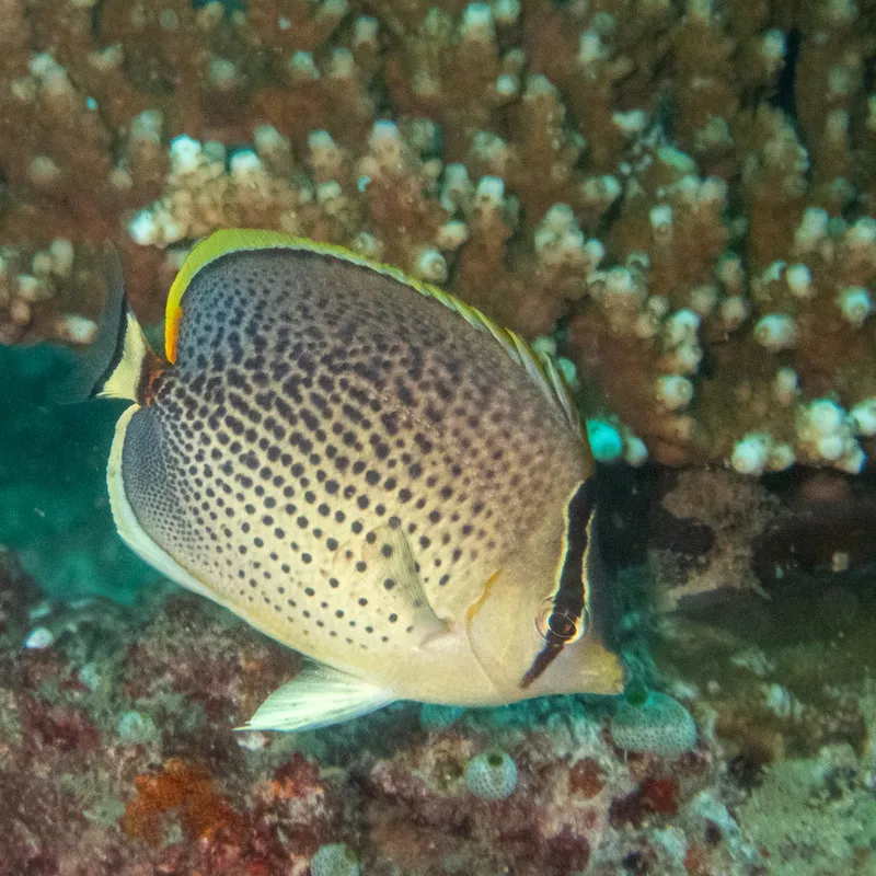 Peppered Butterflyfish (Chaetodon guttatissimus)