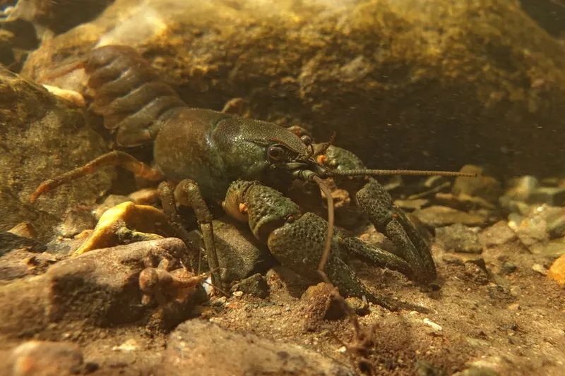 stone crayfish (Austropotamobius torrentium)