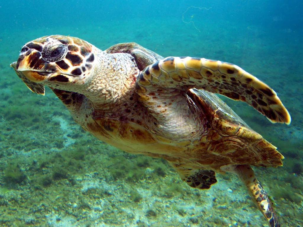 Hawksbill Sea Turtle (Eretmochelys imbricata)