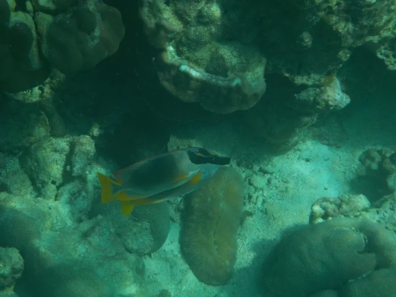 Andaman Fox-Face (Siganus magnificus)