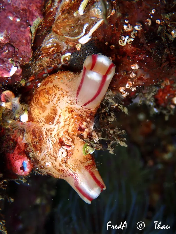 Grooved Sea Squirt (Microcosmus sabatieri)