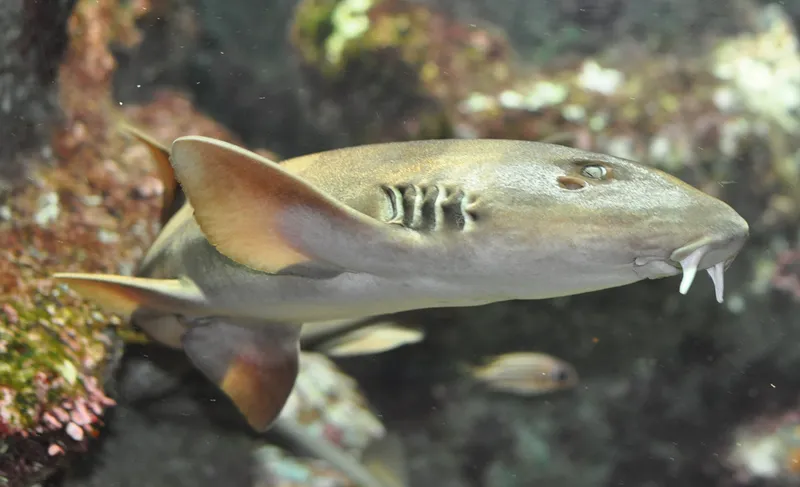 Blackbanded Bamboo Shark (Chiloscyllium griseum)
