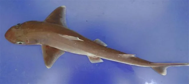 Longnose Spurdog (Squalus blainville)