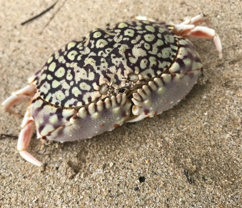 Ocellate Box Crab (Calappa ocellata)