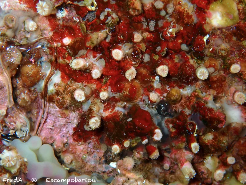 Weymouth Carpet Coral (Hoplangia durotrix)