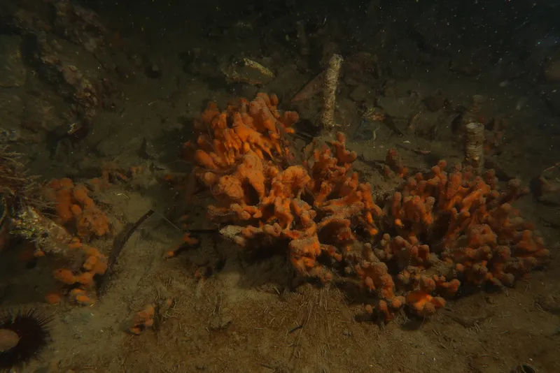 Massive Suberites Sponge (Suberites massa)