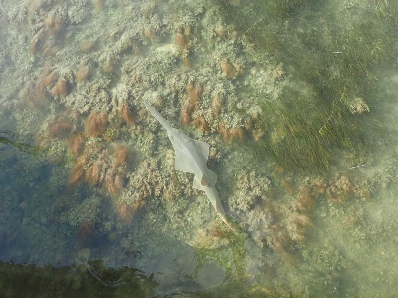 Smalltooth Sawfish (Pristis pectinata)