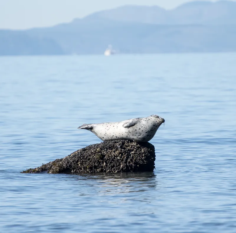 Common Seal (Phoca vitulina)