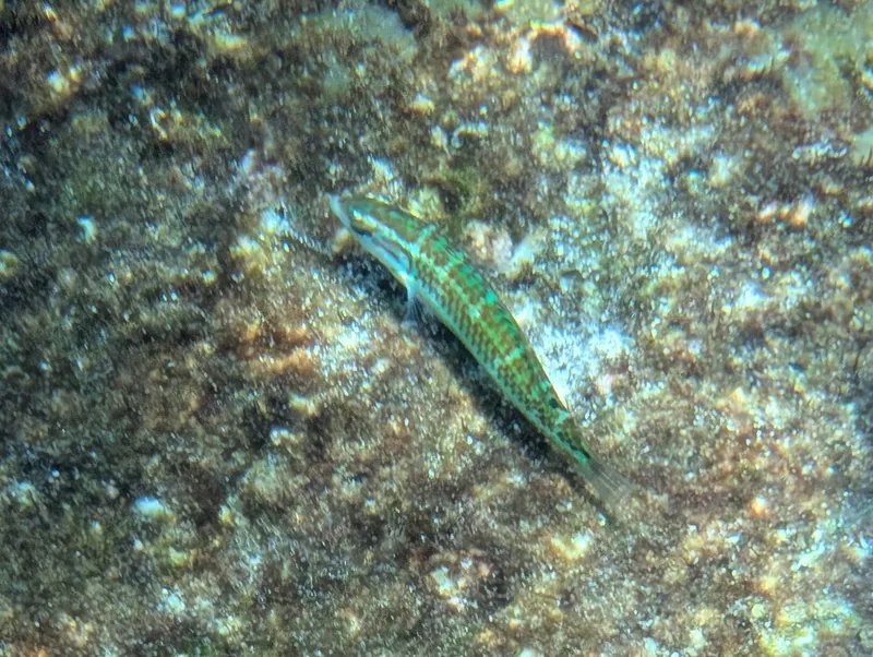 Five Striped Surge Wrasse (Thalassoma quinquevittatum)