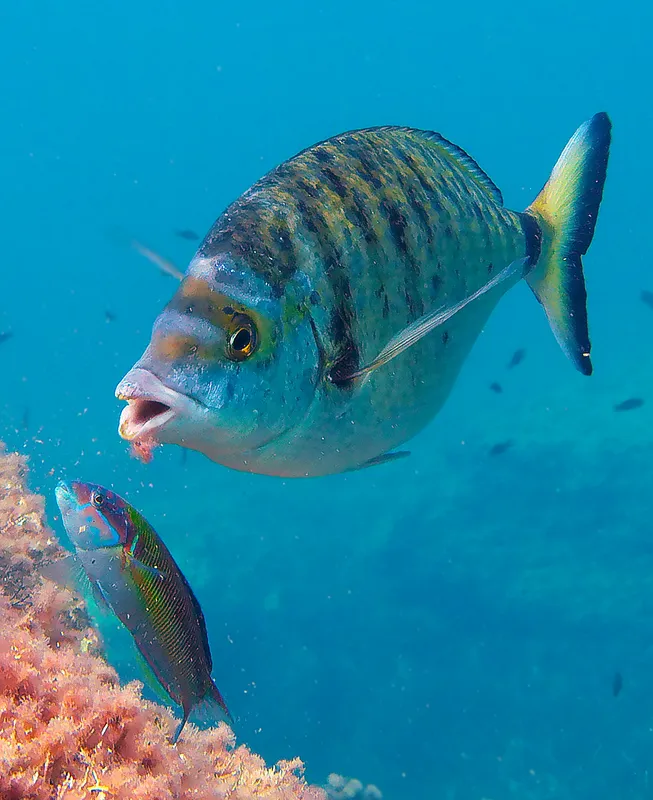 Sharp Snout Bream (Diplodus puntazzo)