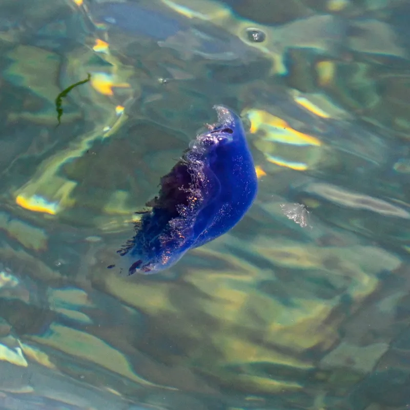 Blue Jellyfish (Cyanea lamarckii)