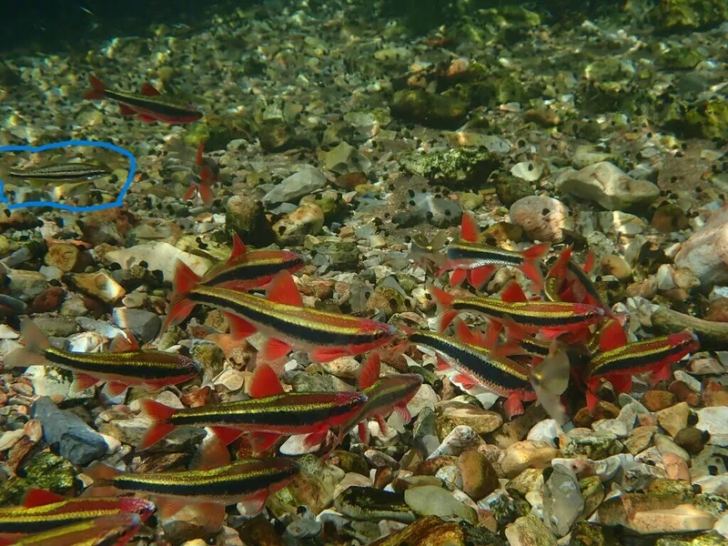 Channel Minnow (Phoxinus phoxinus)