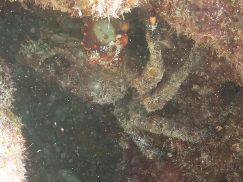 West Indian Spider Crab (Maguimithrax spinosissimus)