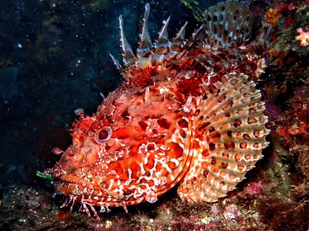 Largescaled Scorpionfish (Scorpaena scrofa)