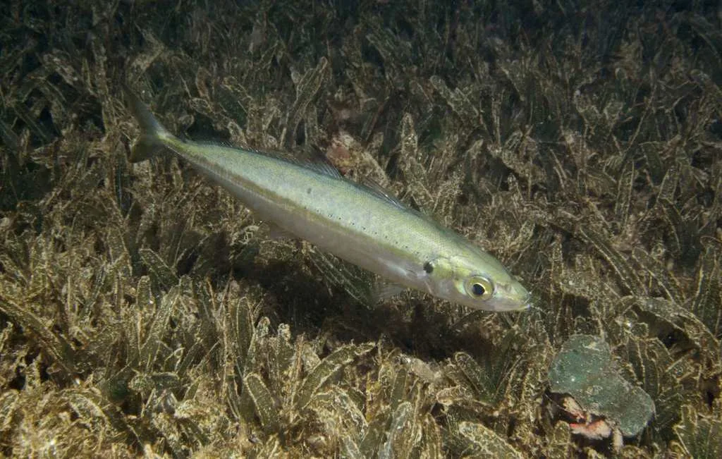 Round Scad (Decapterus punctatus)