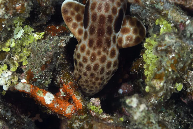 Epaulette Shark (Hemiscyllium michaeli)