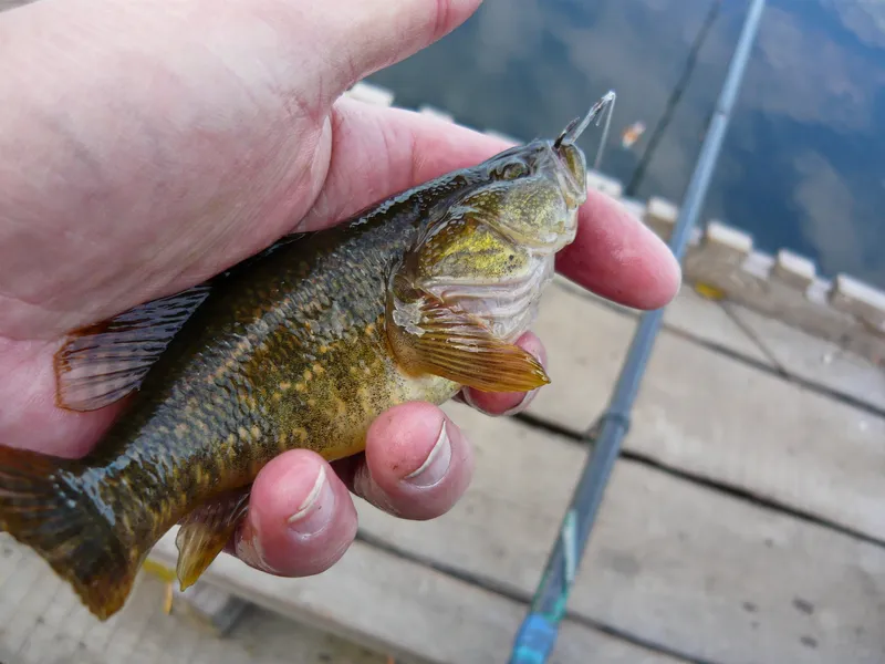 Amur Sleeper (Perccottus glenii)