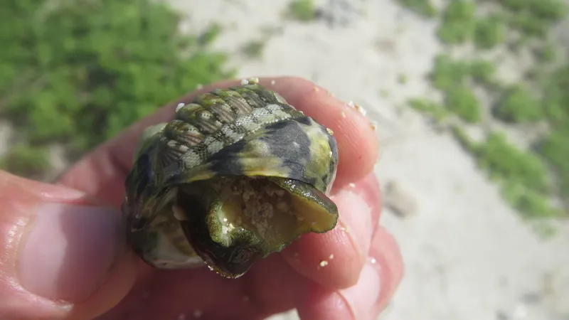 Green Chiton (Chiton viridis)