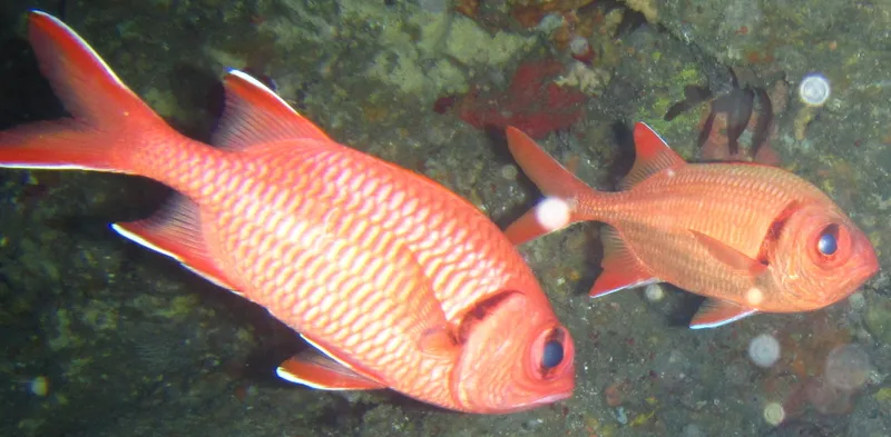 Bigscale Soldierfish (Myripristis berndti)