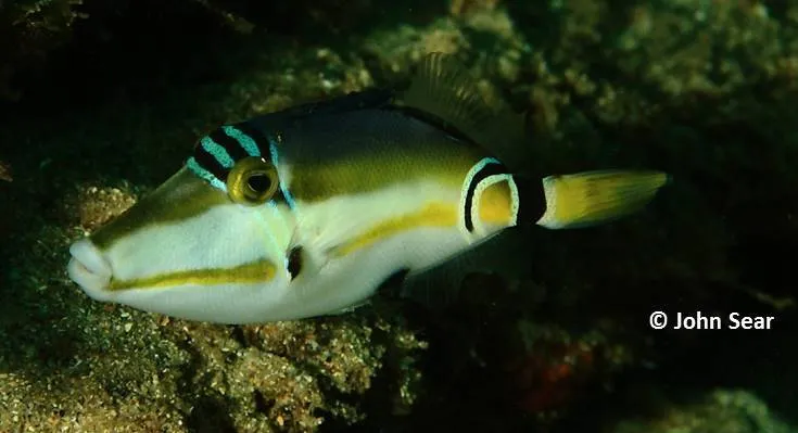 Picasso (Rhinecanthus lunula)