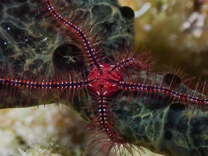 Suenson's Brittle Star (Ophiothrix (Acanthophiothrix) suensonii)