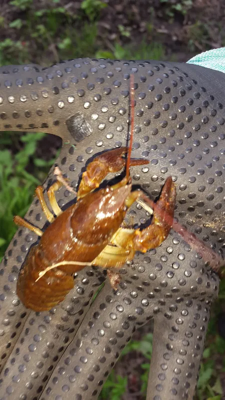 Atlantic stream crayfish (Austropotamobius pallipes)