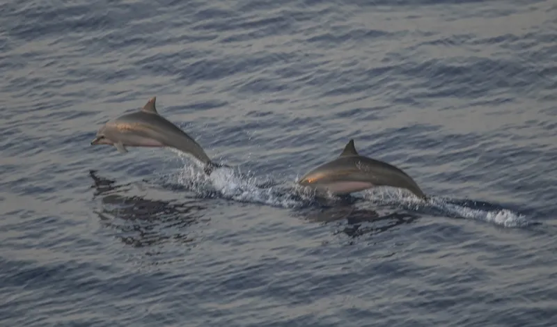 Clymene Dolphin (Stenella clymene)