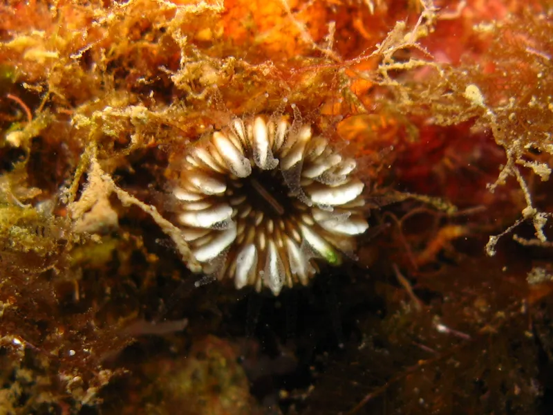 Papillose Cup Coral (Paracyathus pulchellus)