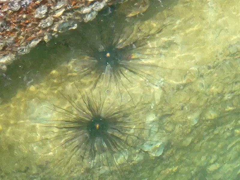Black Longspine Urchin (Diadema setosum)
