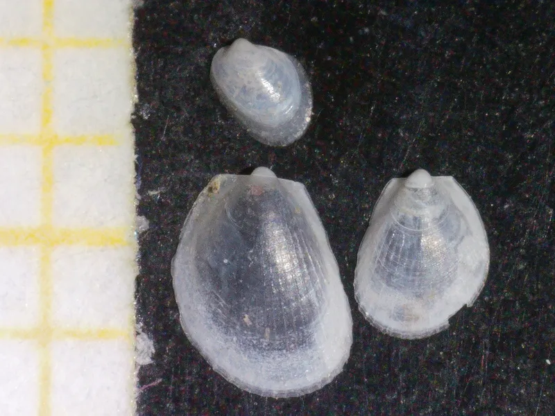 Limaria loscombi