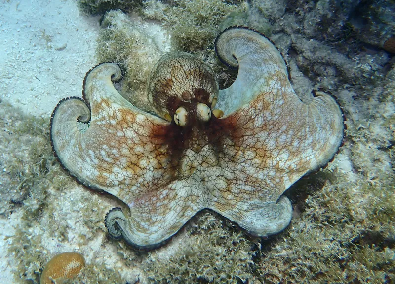 Brazil Reef Octopus (Octopus insularis)